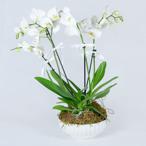 Pure Serenity Orchid Arrangement