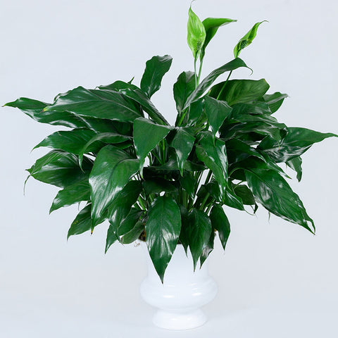 Peace Lily Planter